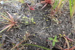 Utricularia scandens